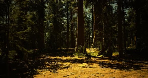 Sunlight Filters Through Tall Trees in a Serene Forest Setting During Midday