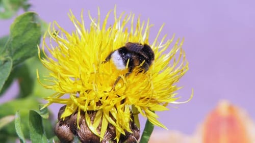 A macro close up shot of a bumble bee on a yellow flower searching for food.