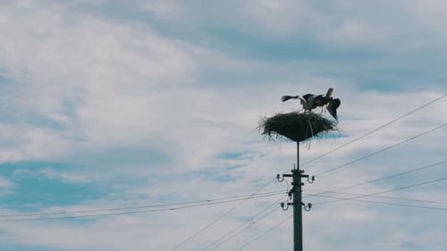 Storks Gathering in a Nest Atop Utility Pole