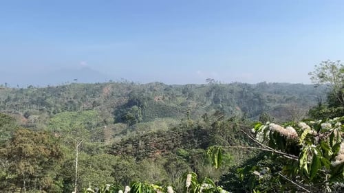 natural mountain forest