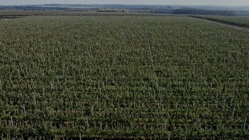 Agricultural Farmer Field with Fruit Garden of Apple Trees Planted in Smooth Row