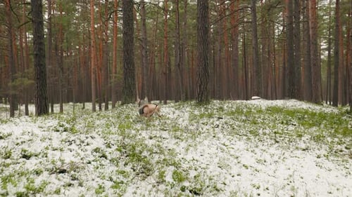 American Bully Dog is Playing in a Forest in Winter