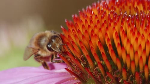 Bee Collecting Pollen from Orange Flower