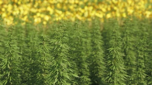 Green Canabis on Marihuana Field Farm