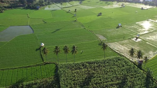 Agriculture Pattren rice field farmerland