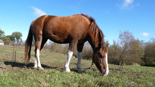 44. Horses graze in the field. Agriculture. Caring for horses.
