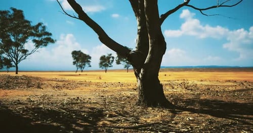 Arid Landscape with Panning Camera and Lone Trees