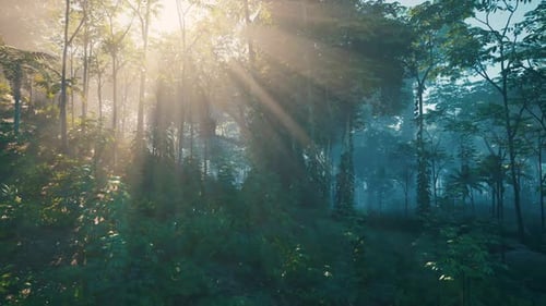 Sun Shining Through Trees in Forest