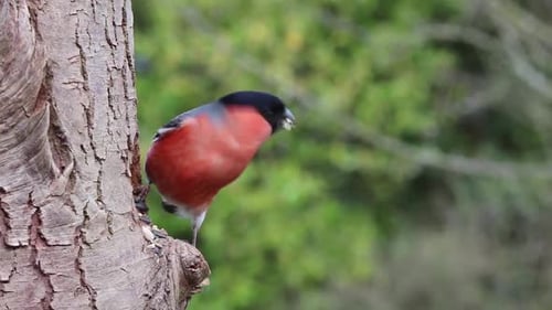 Männlicher Dompfaff in der Natur — Leuchtend rotes Gefieder in einer friedlichen Umgebung