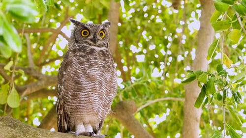 Relaxed Eagle-Owl in tree stares stoically and blinks big yellow eyes