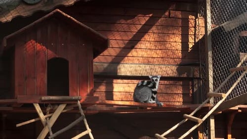 Lemur is Sitting on a Wooden Veranda in the Zoo Next to a Metal Lattice