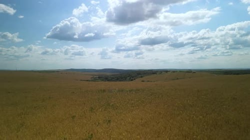 Wheat field aerial view in Ukraine