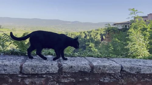 Black Cat Walking on Stone Wall Overlooking Landscape