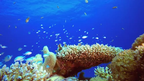 Underwater Life Fish in the Ocean