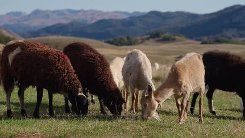 Group Of Sheep And Goats Grazing In A Field With Mountains In The Background In Durmitor,