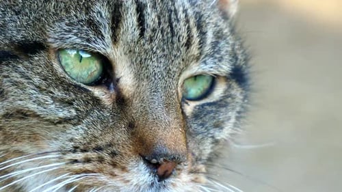 Close up of A Tabby cat's face. Amazing green eyes. Moving around a lot looking at all going on in i