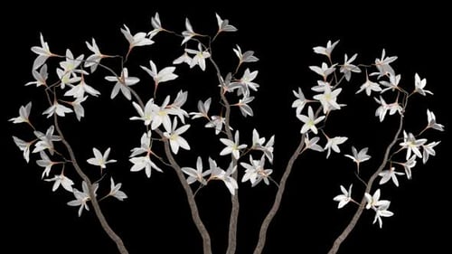 Beautiful White Flower Branches Growing Time Lapse Animation