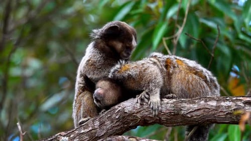 Two Blacktufted Marmoset in Nature Sitting on Tree Branch