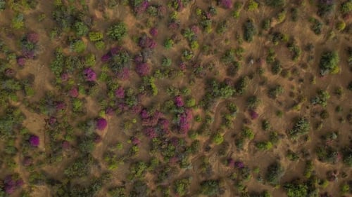 Descend above Colorful bushes with pink flowers on dry land near Niewoudtville, South Africa