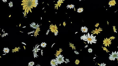 Blumige Gänseblümchenblätter Dynamic Blast