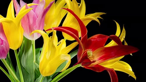 Blooming Tulips Time-Lapse Against Black Background
