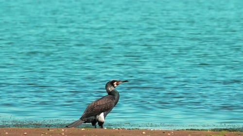 Duck, any of various species of relatively small short-necked large-billed waterfowl. In true ducks