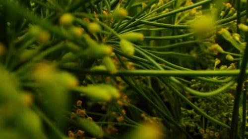 Motion Though Dill on Blurred Background Extreme Close View