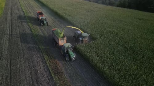 Corn Silage Harvesting with Forage Harvester on Field