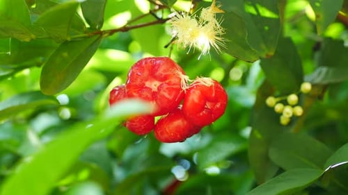 Vibrant Wax Apples Hanging on Tropical Tree