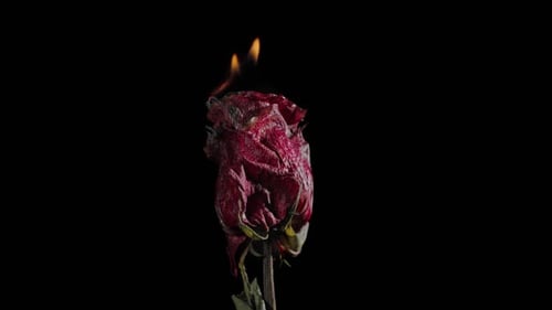 Burning Red Rose Ablaze in a Dark Setting