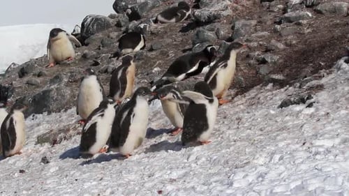 Penguins playing