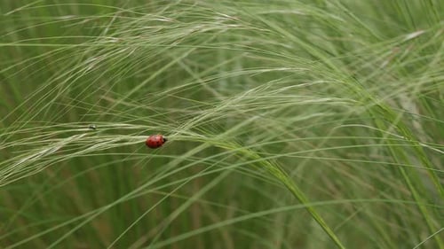 Ladybug Resting on Strands of Green Grass