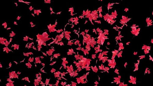 Maple Leaves Explosion on Transparent Alpha