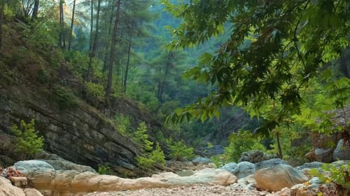 Scenic View of a Rocky Riverbed in a Lush Green Forest