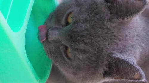 Vertical Video of The cat is drinking water.