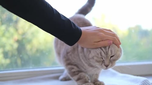 Cat Petting by Woman on Window Sill