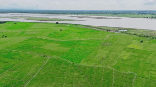 Traditional Rice Farming – Green Paddy Fields and Agricultural Landscape in Asia