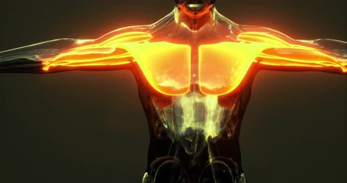 3D Human Torso with Glowing Pectoral and Shoulder Muscles