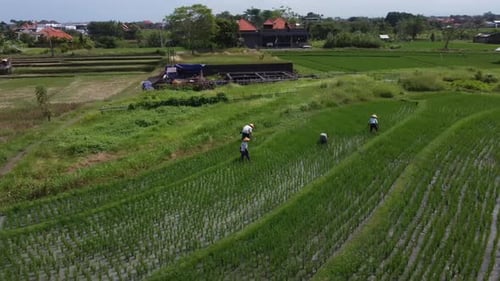 Aerial video of farmers working in rice terraces