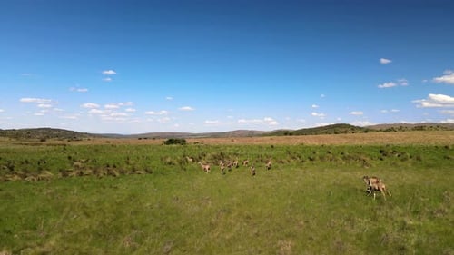 Kudu-Antilope in sommerlichen grünen Grasebenen