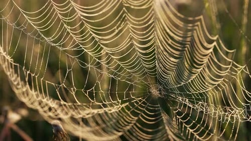 Closeup of Spider Web with Morning Dew in Natural Setting