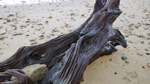 Pan reveals details of gnarled old driftwood tree on sandy beach