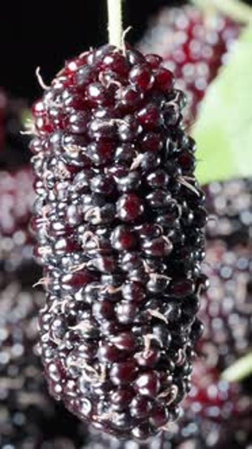 Mulberry berry rotates close-up against the background of other berries. Vertical video Social Media