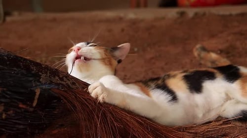 Overhead view of a hilarious calico cat chewing on a palm leaf with a ferocious angry expression, ca