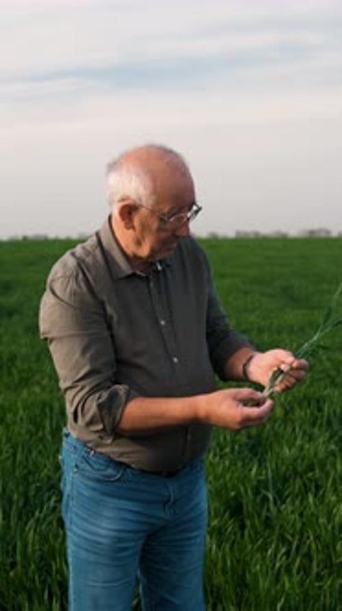 Portrait of senior farmer standing in wheat field looking at crop in his hand.