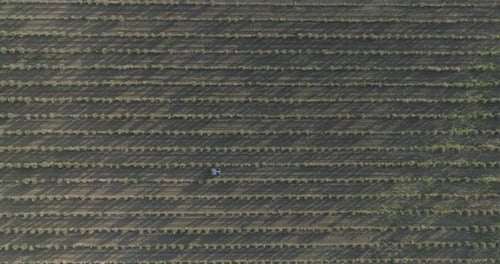 Imagens aéreas sobre uma plantação de oliveiras em Kakheti, Geórgia