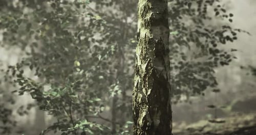 Tall Tree with Textured Bark Surrounded By Lush Greenery in a Serene Forest
