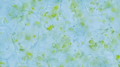 Pflanzenchlorophyll