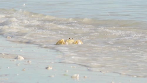 ghost crab emerging out of ocean water waves onto sandy sea shore