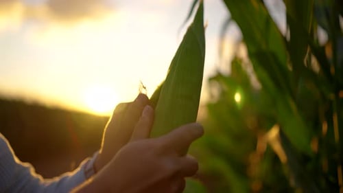 Frische Maiskolben werden bei Sonnenuntergang im Kornfeld mit warmem goldenem Licht untersucht
